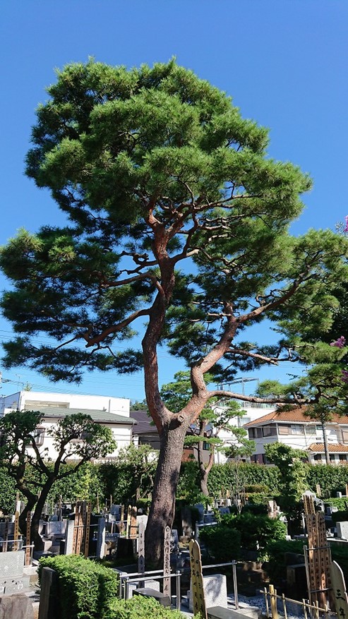 慈恵院・府中本山 令和4年夏の木々-10