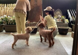 足立別院 お参り中のモフモフさんたち