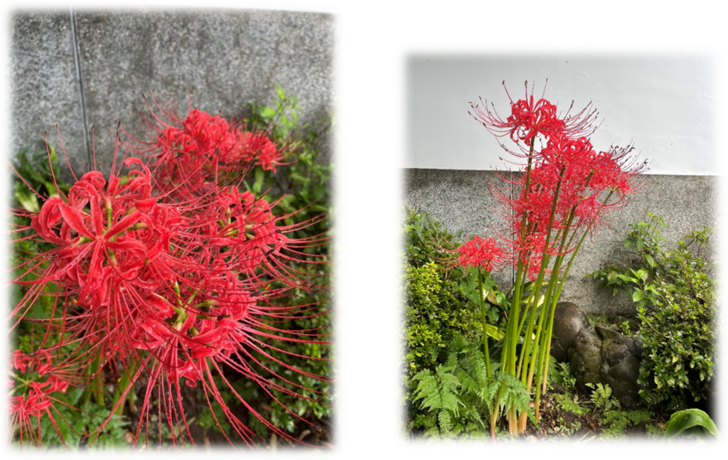 慈恵院・府中本山 11月の花・植物便り 彼岸花