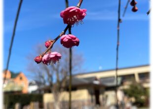 令和5年2月 慈恵院・府中本山 花便り「しだれ梅」-1