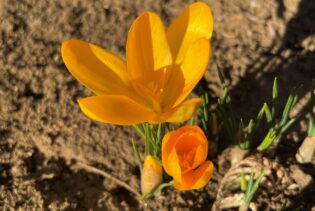 令和5年3月 慈恵院・府中本山 花便り「クロッカス」-1