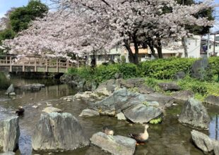 お花見散歩　足立別院から東綾瀬公園へ-5