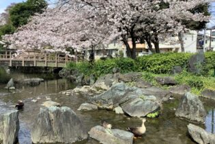 お花見散歩　足立別院から東綾瀬公園へ-5