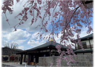 慈恵院・府中本山 花便り ～令和5年4月～ 枝垂れ桜-1