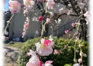 府中本山 花便り ～令和5年6月-3～花桃-3