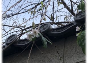 府中本山 花便り 令和5年10月 季節を間違えた桜の木