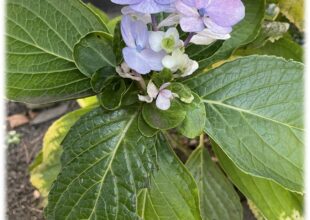 府中本山 花便り ～令和5年11月～紫陽花-2