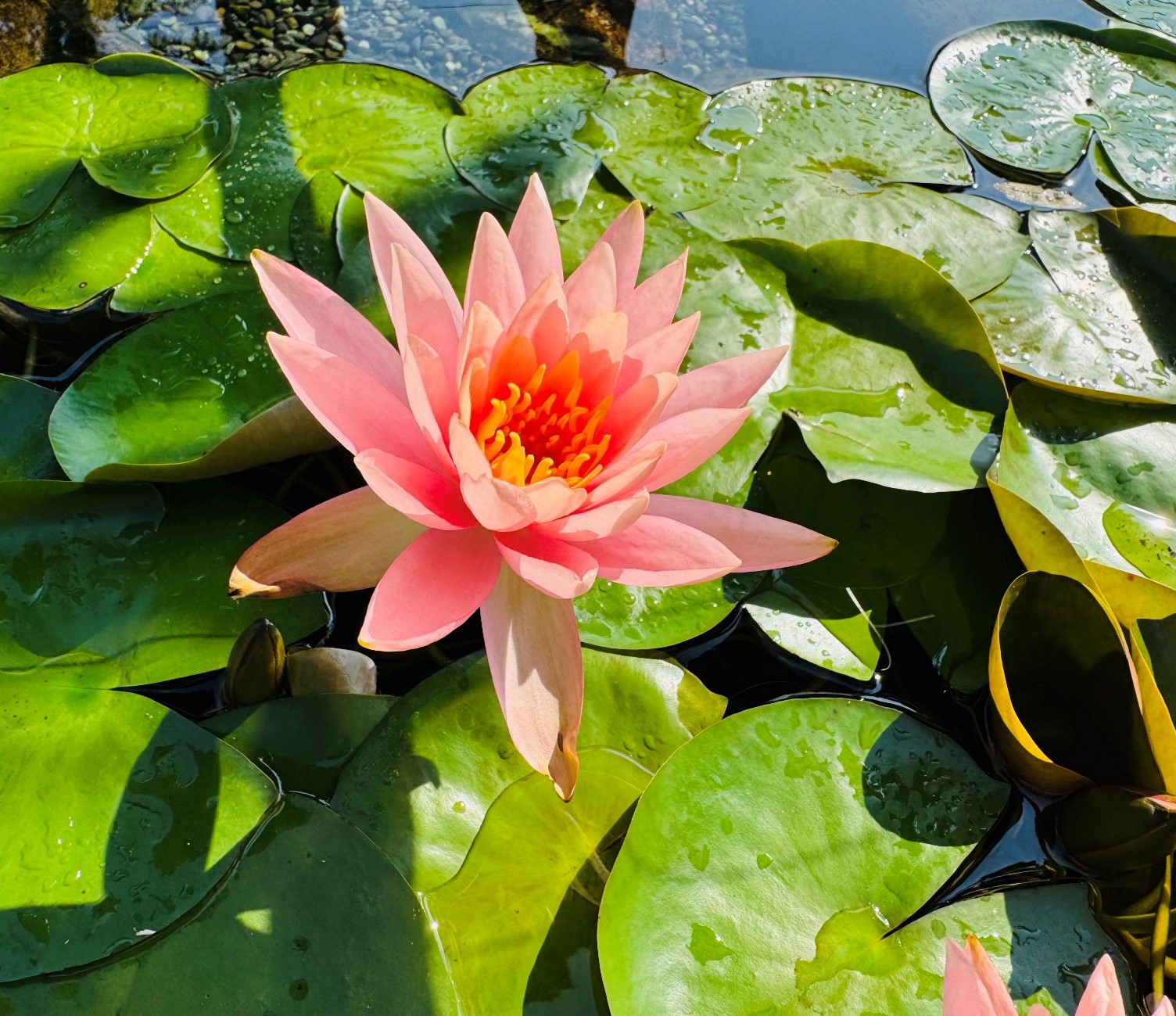 慈恵院・府中本山 花便り ～令和7年8月～ | 慈恵院 付属多摩犬猫霊園