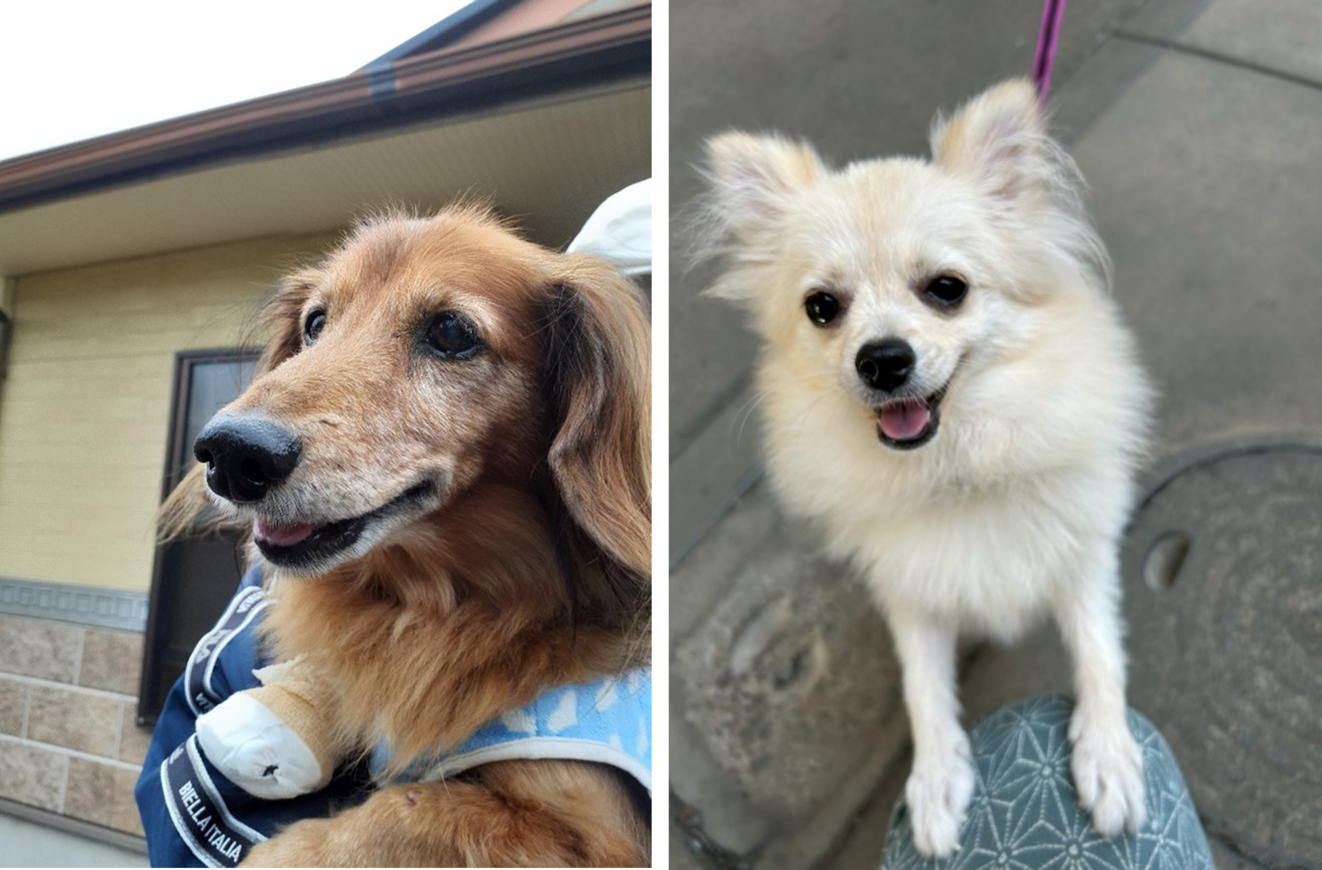 わんわん犬 1月11日「わんわんわんの日」に開催！WHATAWONの大型犬向け室内オフ会